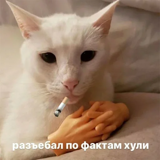 small to medium-sized cats domestic cat animal