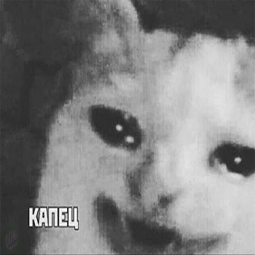 animal mammal black and white