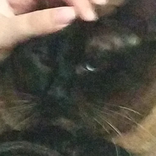 животное млекопитающее кошачьи