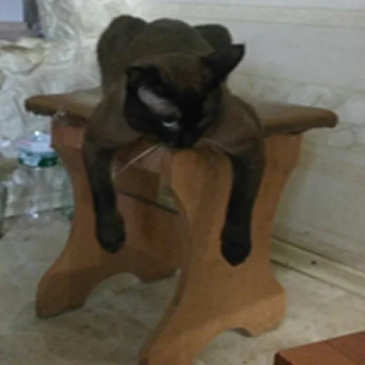 комнатный кошки малого и среднего размера кошачьи