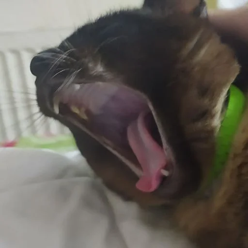 комнатный кошачьи кошки малого и среднего размера