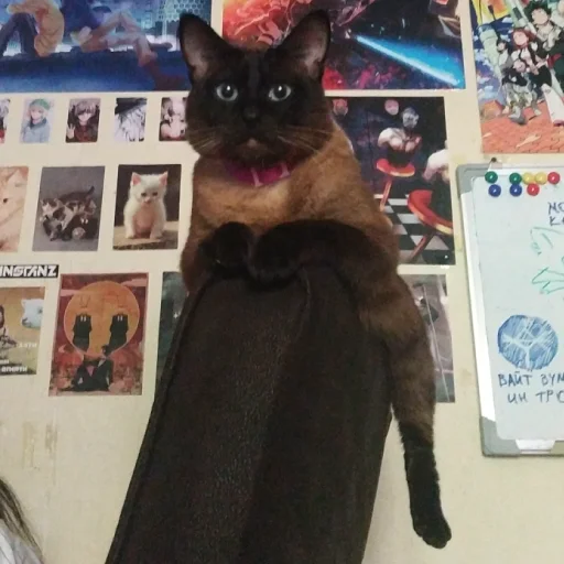 комнатный кошки малого и среднего размера домашняя кошка