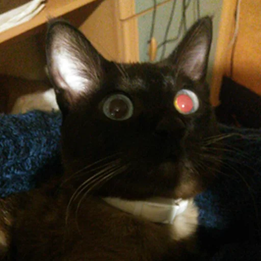 животное млекопитающее кошки малого и среднего размера