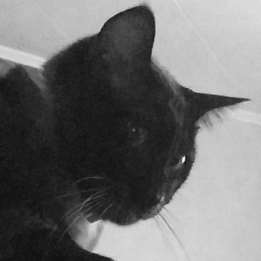 млекопитающее животное кошка