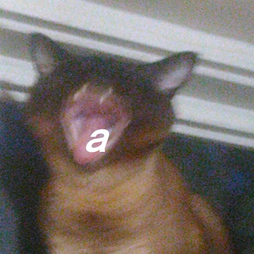 млекопитающее животное комнатный