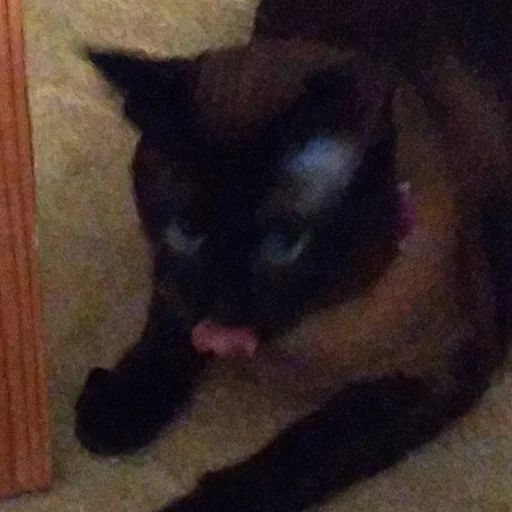 животное млекопитающее кошка