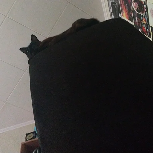 комнатный стена млекопитающее