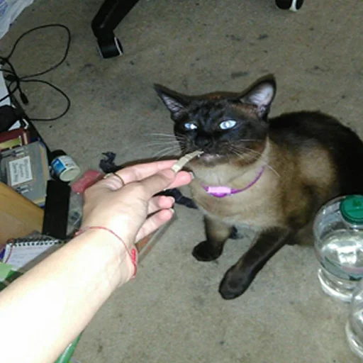 животное млекопитающее кошки малого и среднего размера