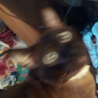 десептикон - animal