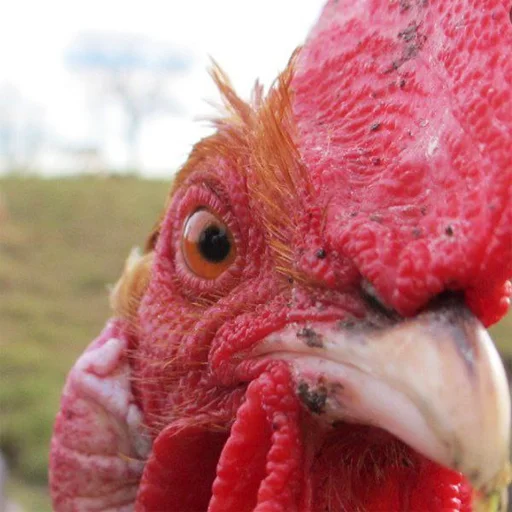 Стикер devkka_u - 1