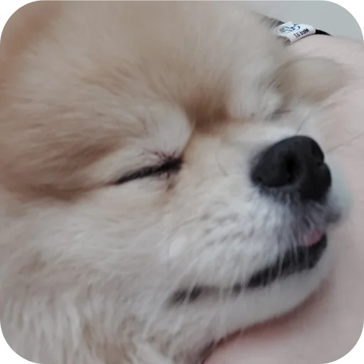 Sticker devo4katy_crazy - 1