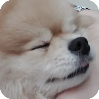 Стикер Дево4ка, ты шо, КрЕйЗИ? - 0