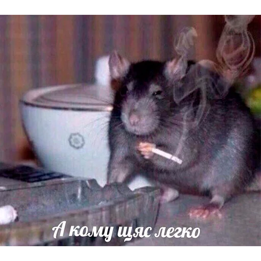 млекопитающее животное грызун