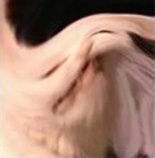 mammal person animal