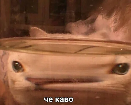 стекло комнатный кошка