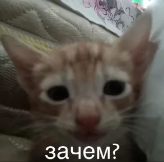 Sticker @devule v2 - 5