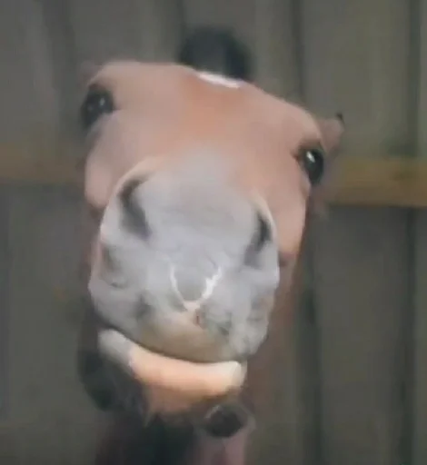 Стикер лошад :: @fStikBot - 8