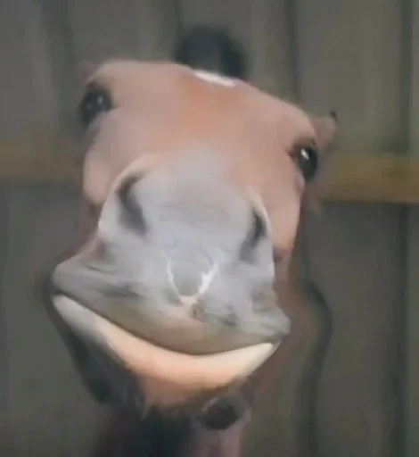 Стикер лошад :: @fStikBot - 1