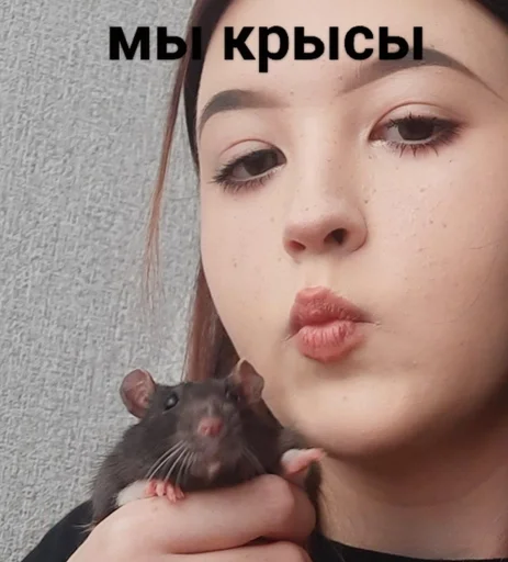 mammal animal rat