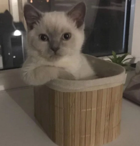 small to medium-sized cats indoor felidae