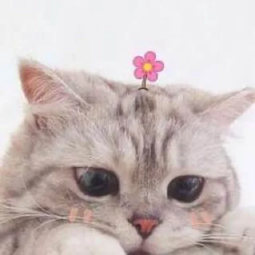 кошка млекопитающее животное