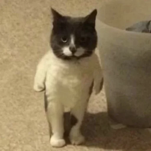 млекопитающее кошка животное