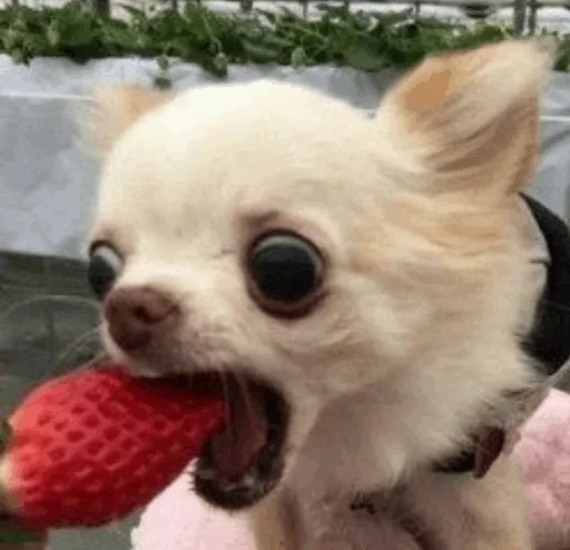 животное домашнее животное порода собак