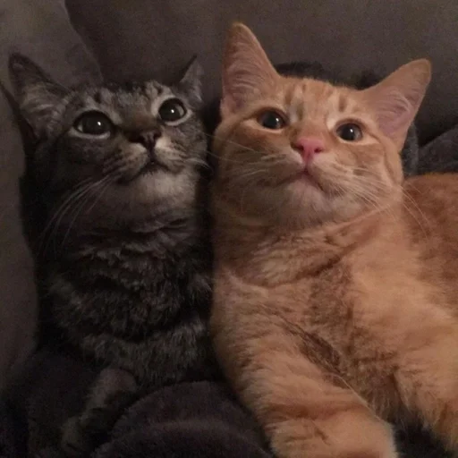 животное кошка млекопитающее