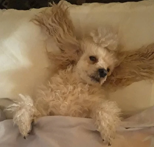 Sticker дмитрий дианович :: @fStikBot - 8