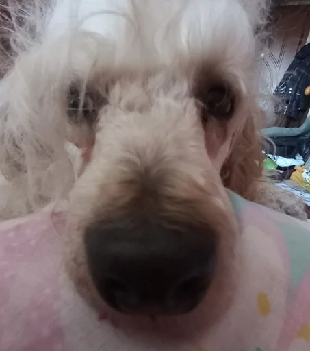 Sticker дмитрий дианович :: @fStikBot - 3