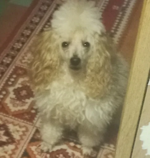 Sticker дмитрий дианович :: @fStikBot - 0