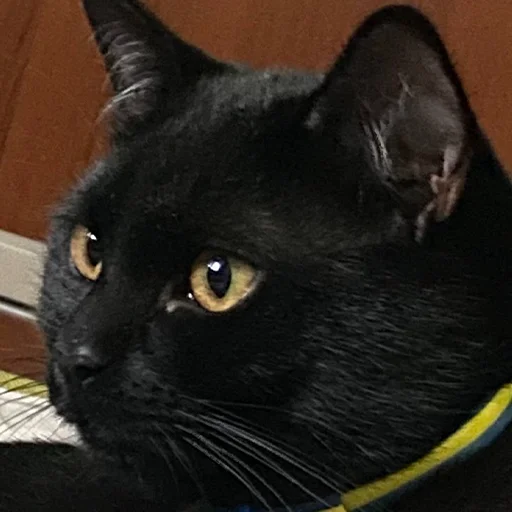 Sticker dibannyeexperty - 1