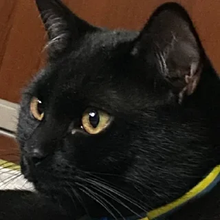 Стикер ДИВАННіЕ ЭКСПЕРТі - 9