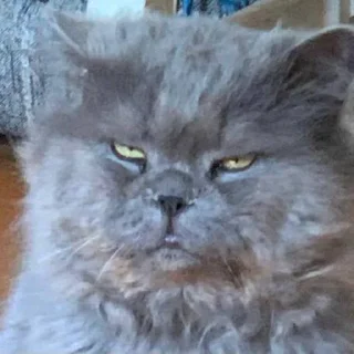 Sticker КрасивыеПиськи - 4