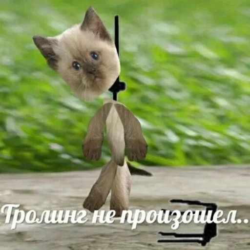 animal mammal domestic cat