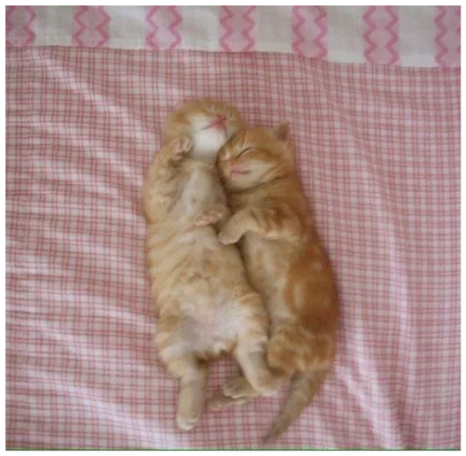 животное млекопитающее кошка