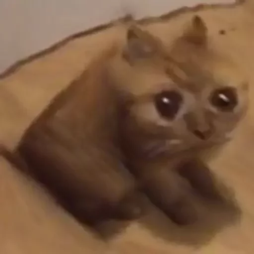 animal mammal indoor