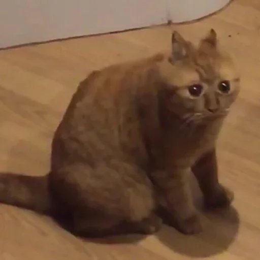 животное кошка млекопитающее