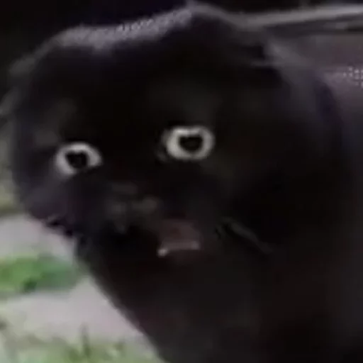 млекопитающее животное кошка