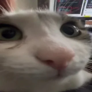 Sticker Школа и алаша - 9