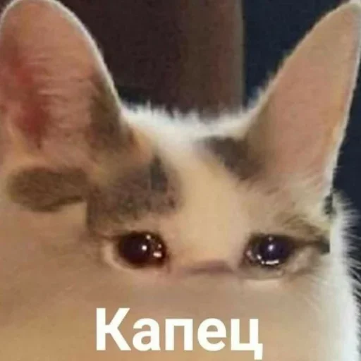 Стикер diniskkkkkaaa - 11