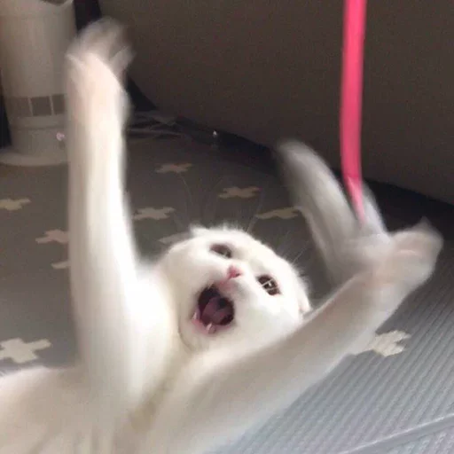 Стикер diniskkkkkaaa - 10