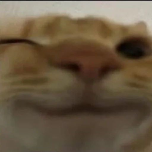 Стикер diniskkkkkaaa - 9