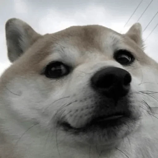 Стикер diniskkkkkaaa - 5