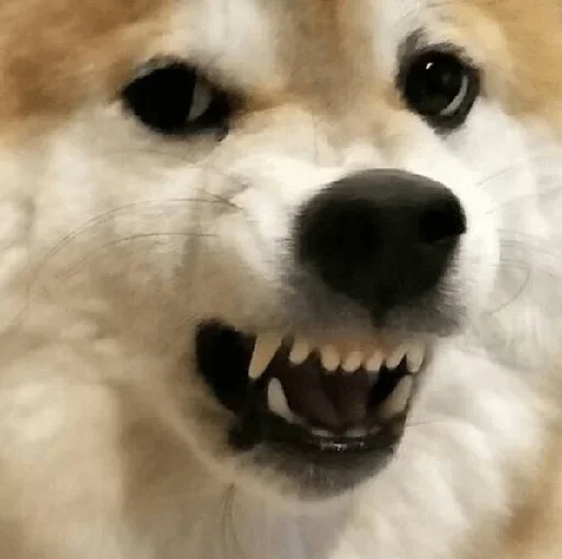 Стикер diniskkkkkaaa - 4