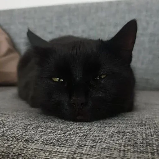 Стикер diniskkkkkaaa - 1