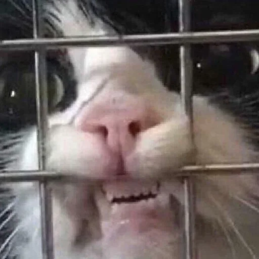 Стикер diniskkkkkaaa - 0