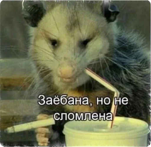 Стикер dinusikk - 1