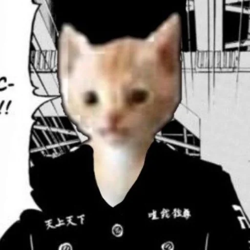 кошки малого и среднего размера усы животное