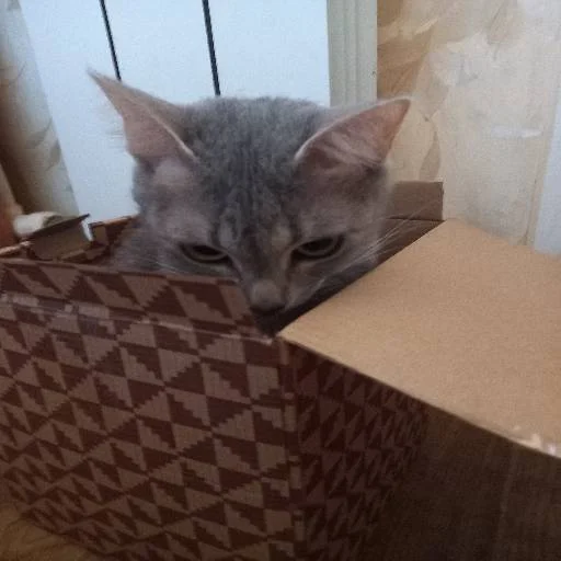 комнатный кошка кошки малого и среднего размера